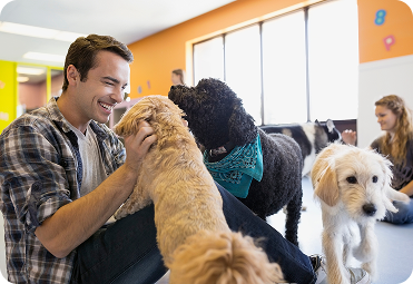 Person greeting dogs in a pet care space